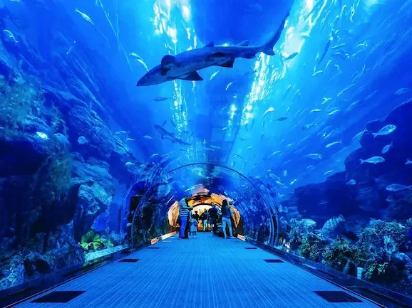 Dubai Aquarium & Underwater Zoo 